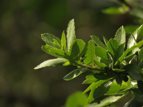 Hesperomeles obtusifolia var. microphylla