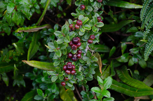 Hesperomeles obtusifolia