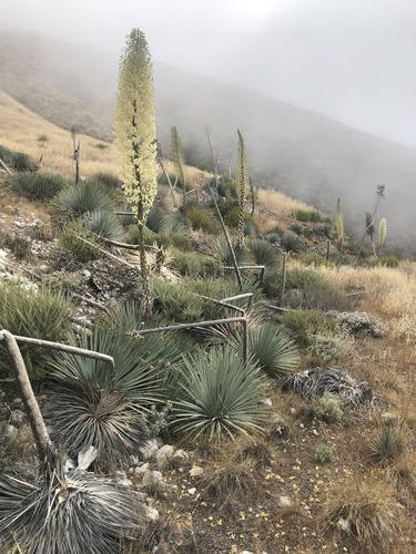 Hesperoyucca whipplei (Our Lord's candle) — photo