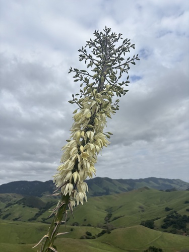 Hesperoyucca whipplei (Our Lord's candle) — photo