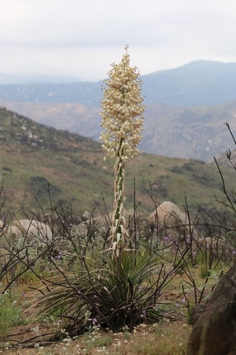 Hesperoyucca whipplei