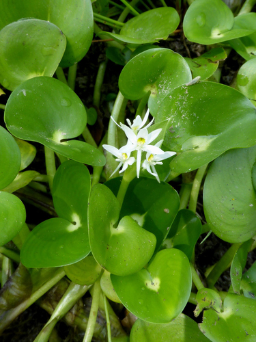 Heteranthera reniformis (Mud plantain) — photo