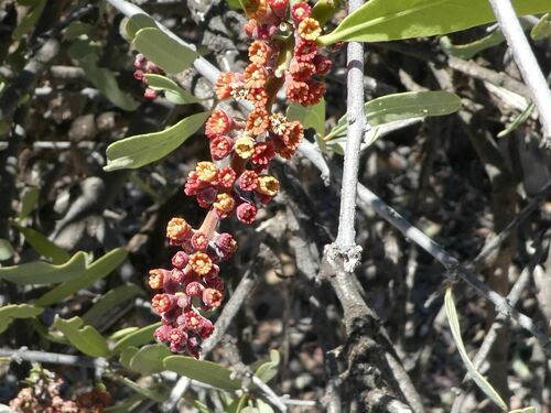 Heterodendrum oleifolium (Minga Bush) — photo
