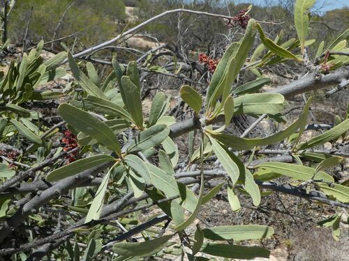 Heterodendrum oleifolium (Minga Bush) — photo