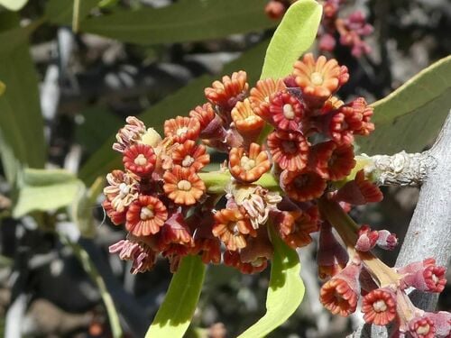 Heterodendrum oleifolium