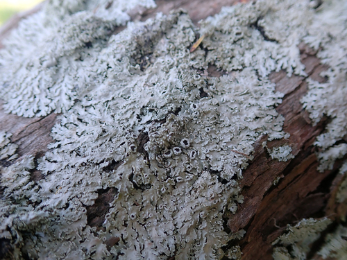 Physciaceae