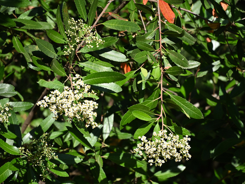 Heteromeles arbutifolia (Toyon) — photo