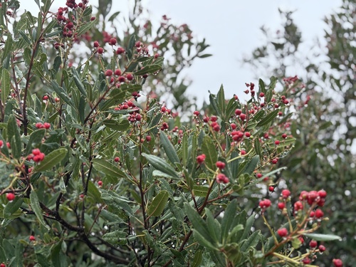 Heteromeles arbutifolia (Toyon) — photo