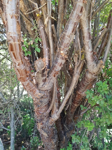 Heteromorpha arborescens var. abyssinica (Parsley tree) — photo