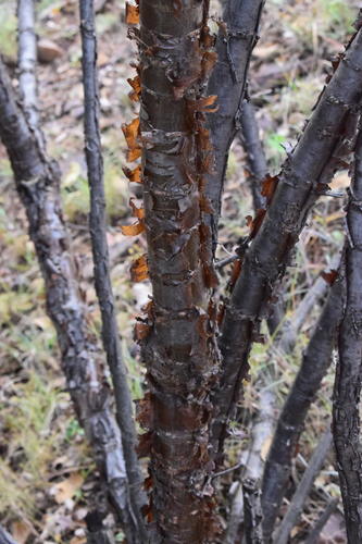 Heteromorpha arborescens var. abyssinica (Parsley tree) — photo