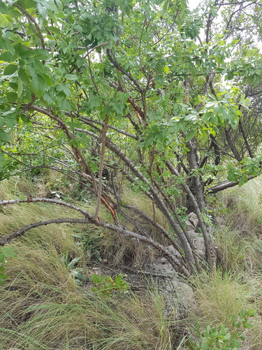 Heteromorpha arborescens var. abyssinica
