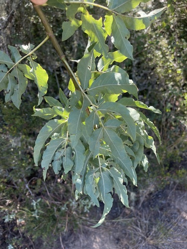 Heteromorpha trifoliata (Parsley tree) — photo