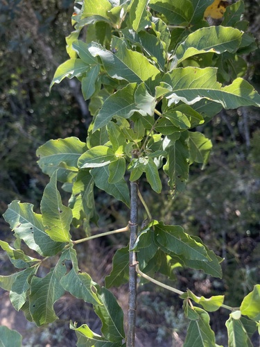 Heteromorpha trifoliata (Parsley tree) — photo