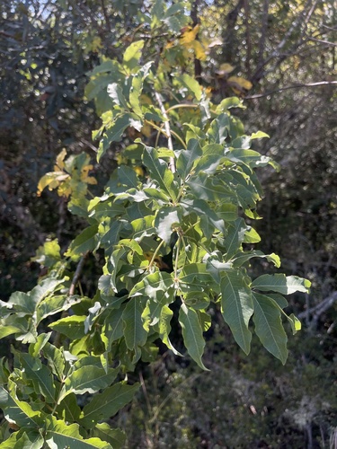 Heteromorpha trifoliata
