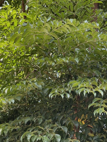 Heteropanax fragrans (Fragrant aralia) — photo