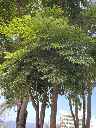 Heteropanax fragrans (Fragrant aralia) — photo