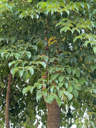 Heteropanax fragrans