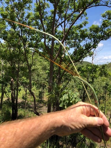 Heteropogon triticeus (Bush Sugarcane) — photo