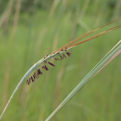 Heteropogon triticeus