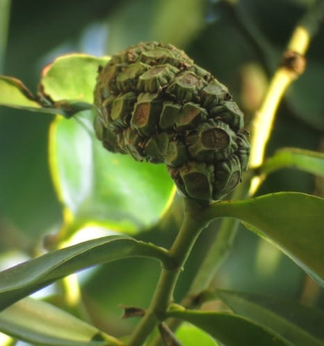 Heteropsis flexuosa (Otome) — photo