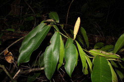 Heteropsis flexuosa