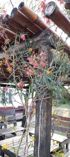 Heteropterys glabra (Red wing) — photo