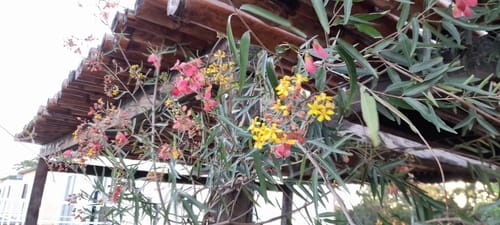 Heteropterys glabra (Red wing) — photo