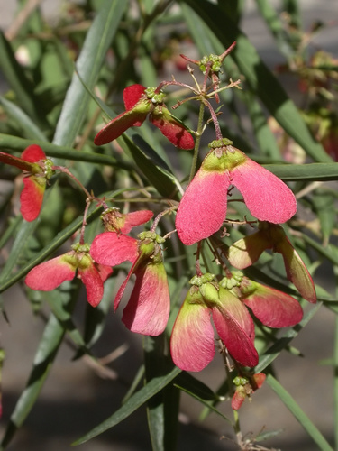 Heteropterys glabra