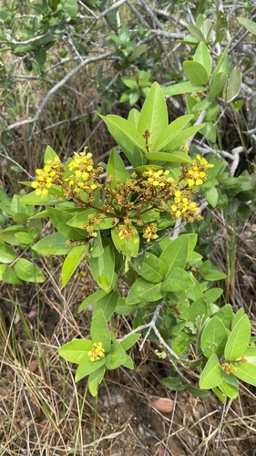 Heteropterys lindeniana