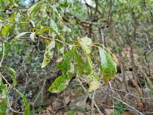 Heteropyxis natalensis (Weeping lavender tree) — photo