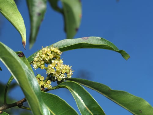 Heteropyxis natalensis