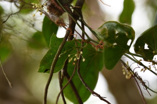 Heterosmilax gaudichaudiana — photo