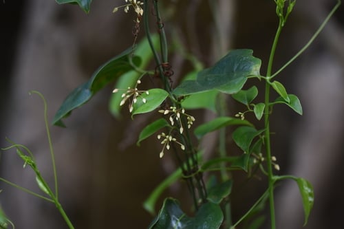 Heterosmilax gaudichaudiana — photo