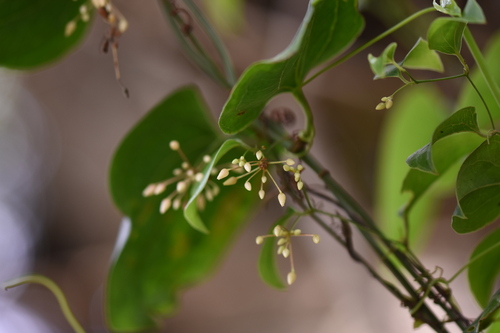 Heterosmilax gaudichaudiana
