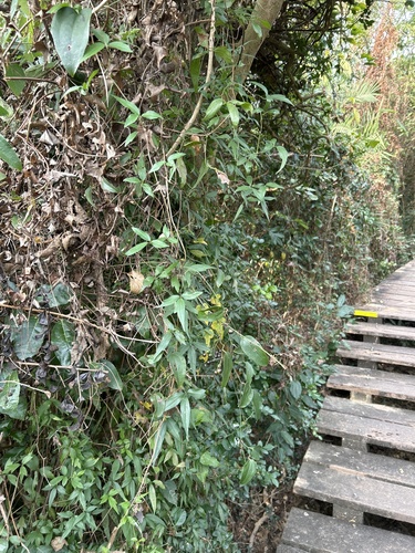 Heterosmilax japonica (China Root) — photo