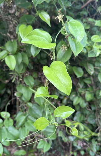 Heterosmilax japonica (China Root) — photo