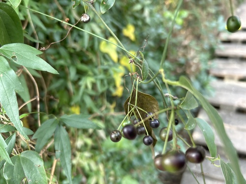 Heterosmilax japonica