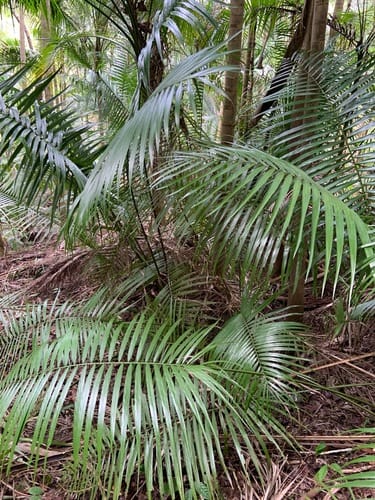 Heterospathe elata (Sagisi palm) — photo