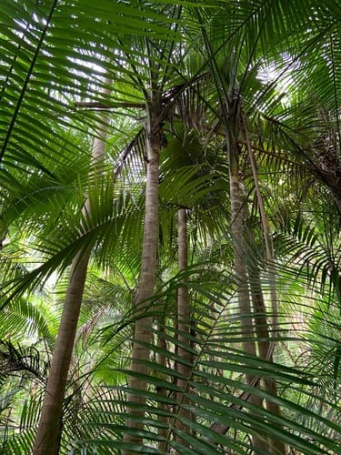 Heterospathe elata (Sagisi palm) — photo