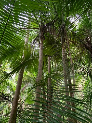 Heterospathe elata