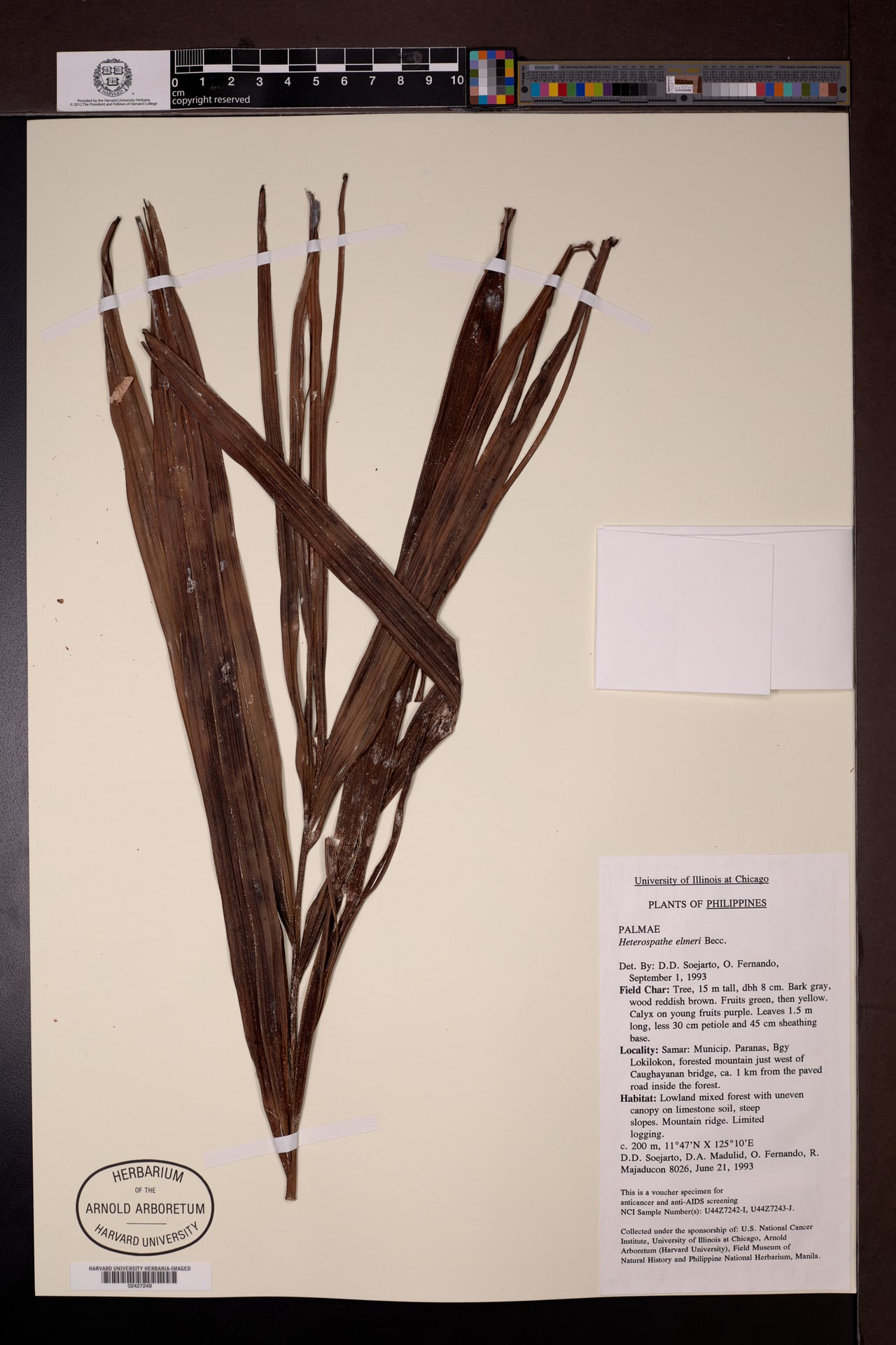 Heterospathe elmeri