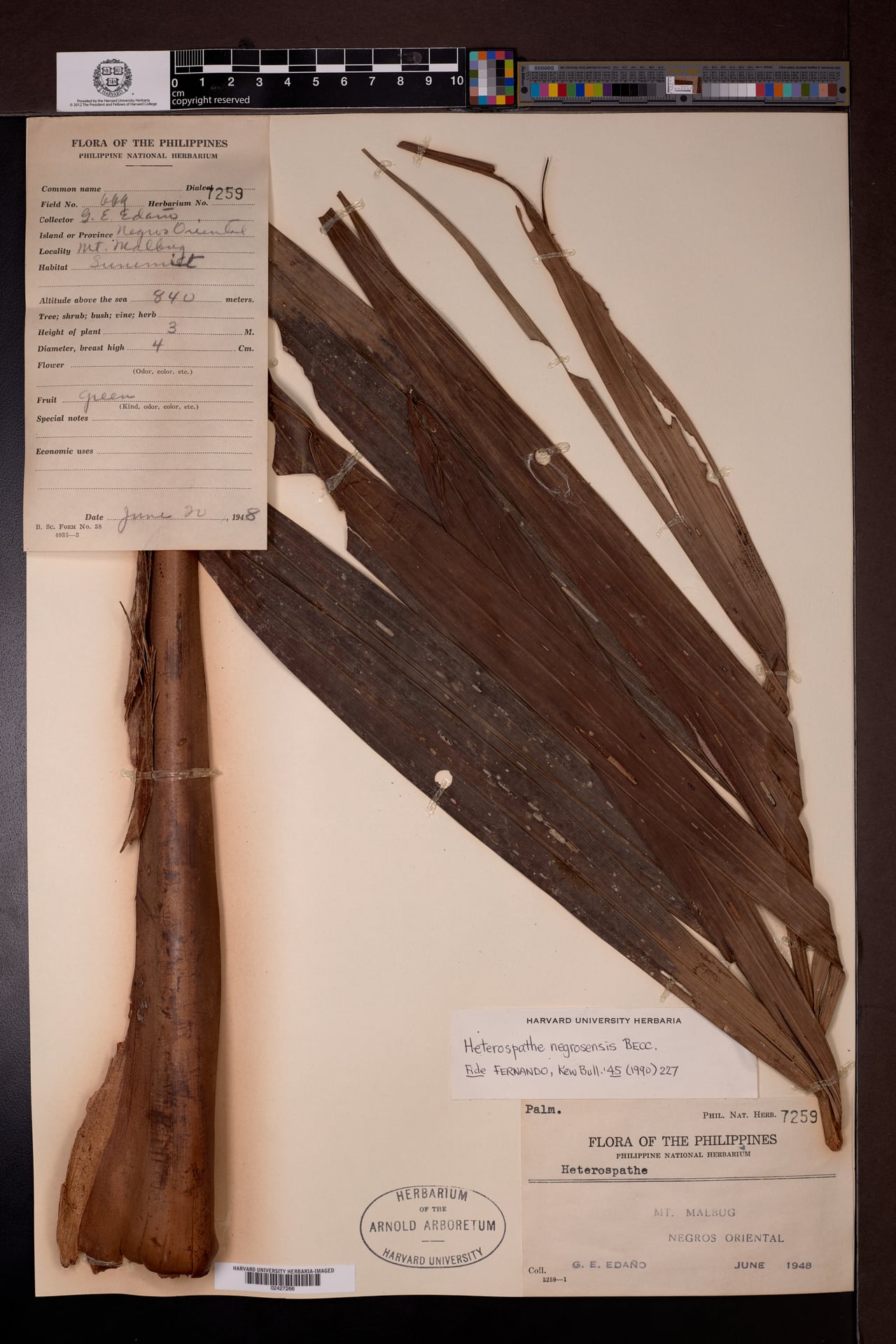 Heterospathe negrosensis (Black sagisi palm) — photo