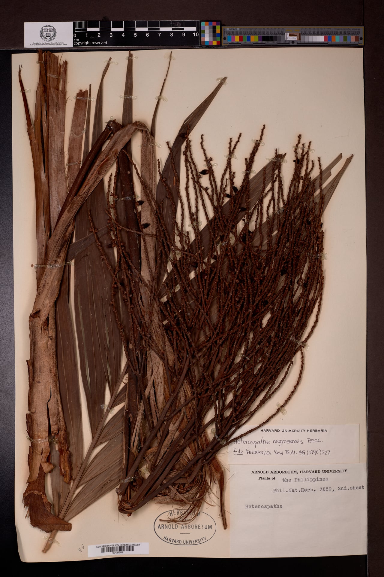 Heterospathe negrosensis (Black sagisi palm) — photo