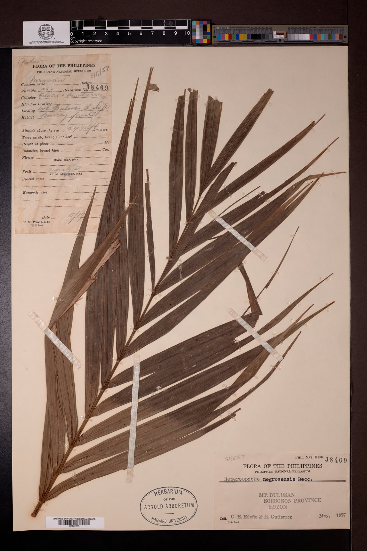 Heterospathe negrosensis