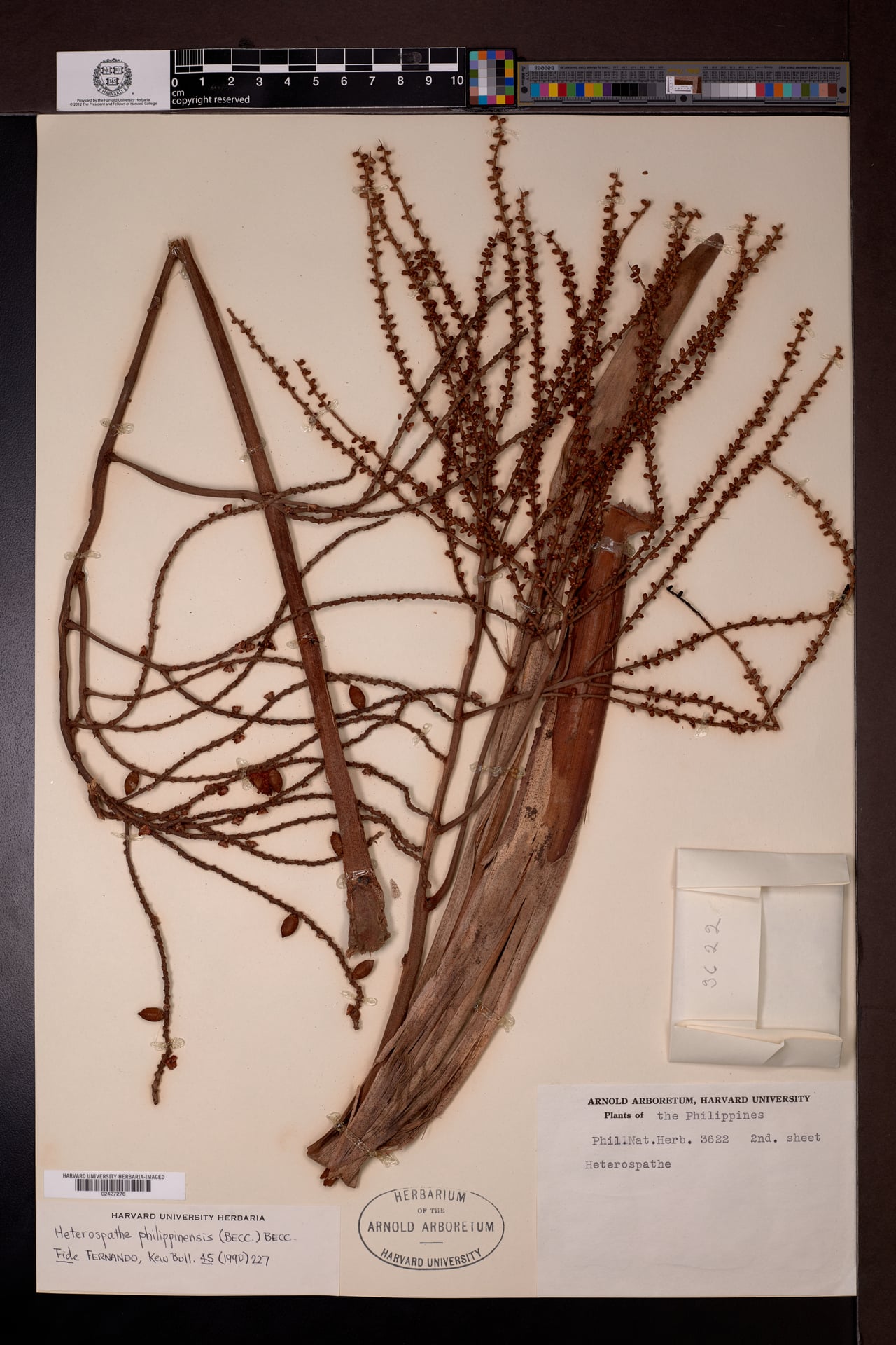 Heterospathe philippinensis (Sanakti) — photo