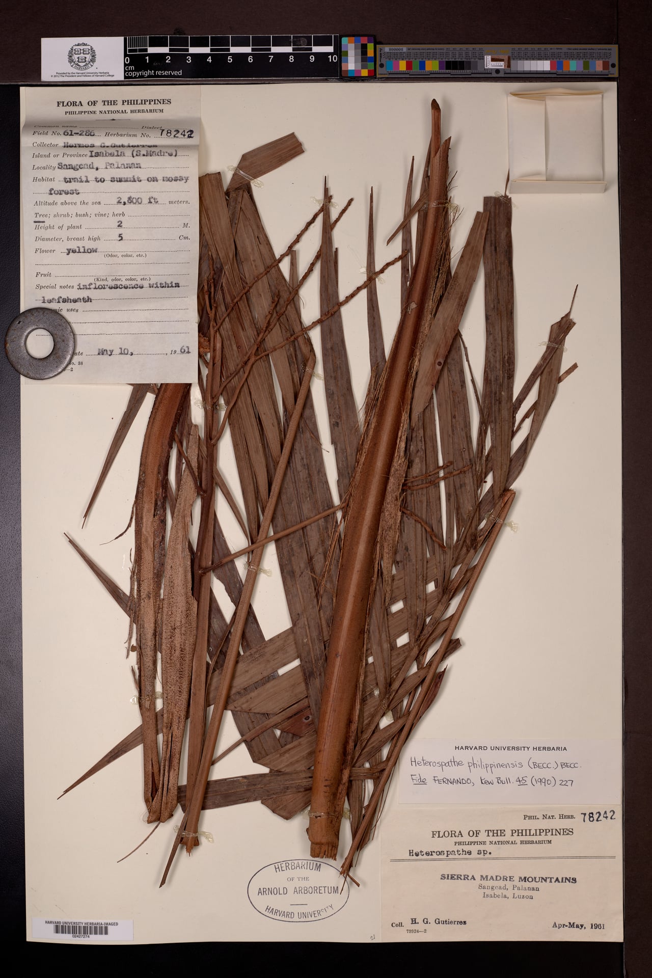 Heterospathe philippinensis