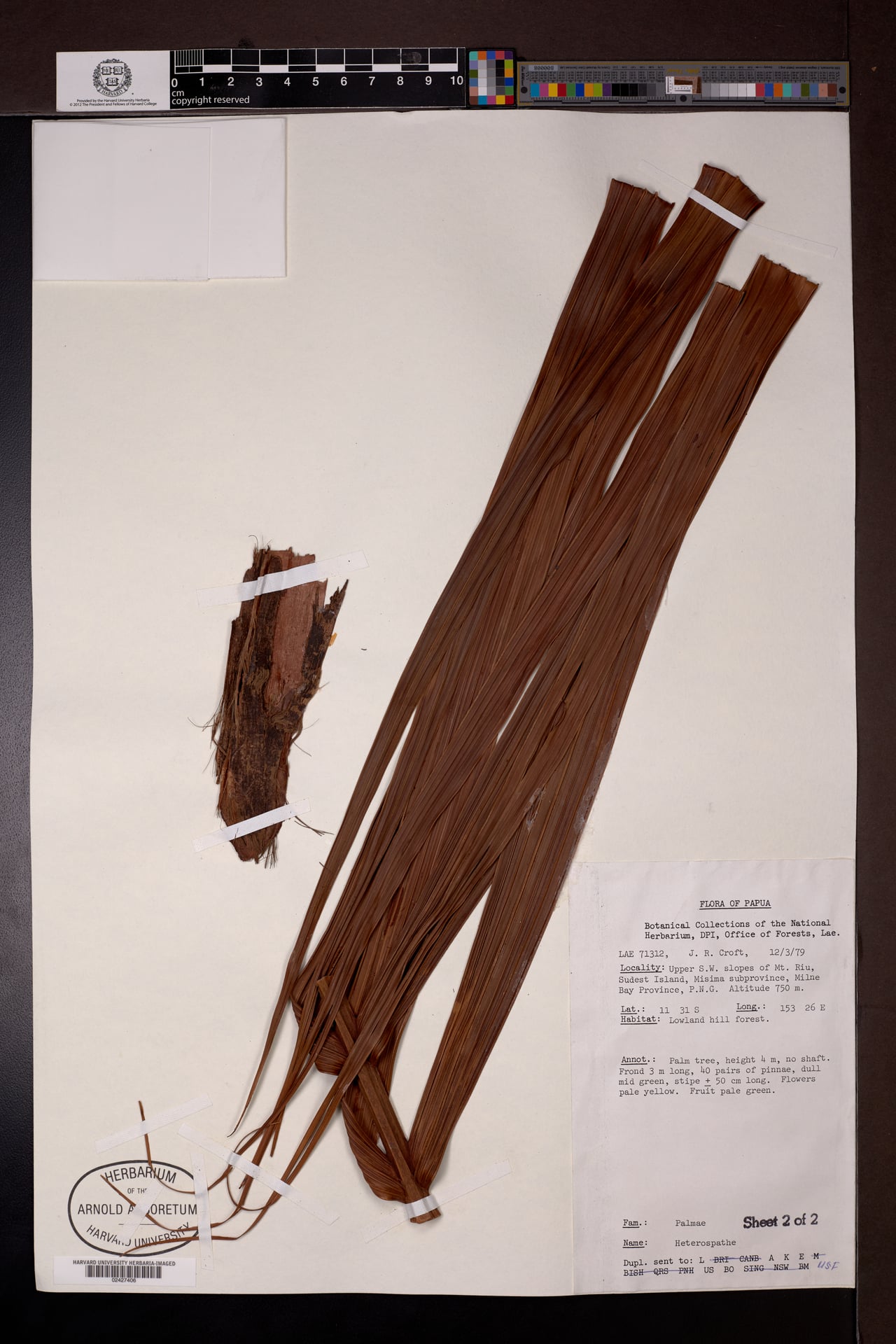Heterospathe pulchra — photo