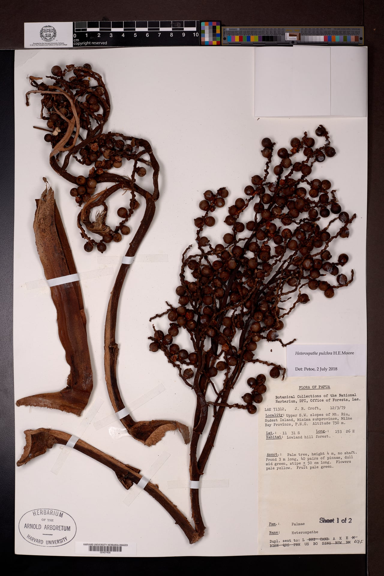 Heterospathe pulchra