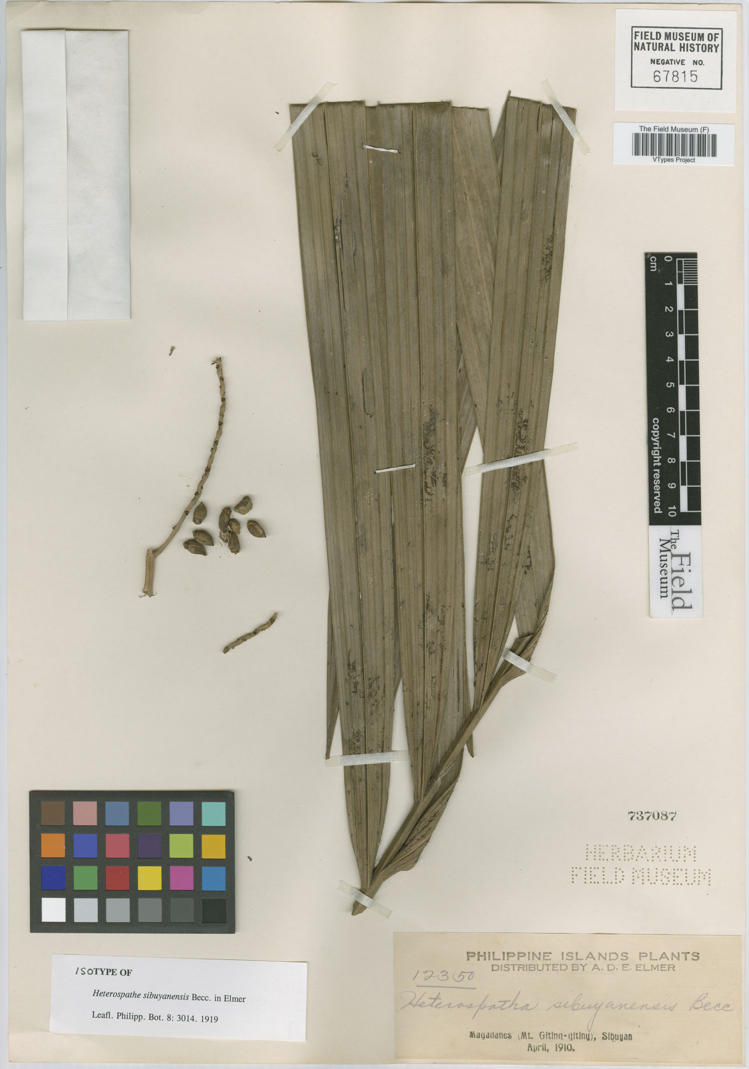 Heterospathe sibuyanensis