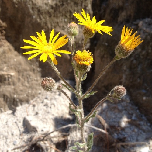 Heterotheca inuloides (False golden star) — photo